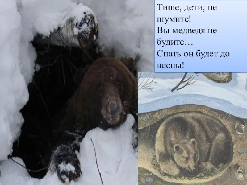 Не будите спящего дитя. Не будите спящего медведя. разбудили медведя. медведь проснулся. не будите спящего медведя стихи.