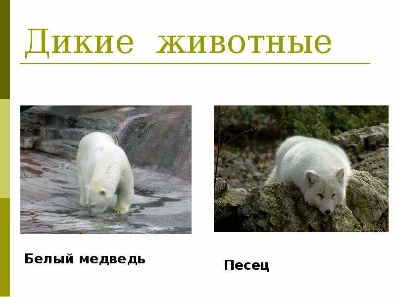 Список белых животных