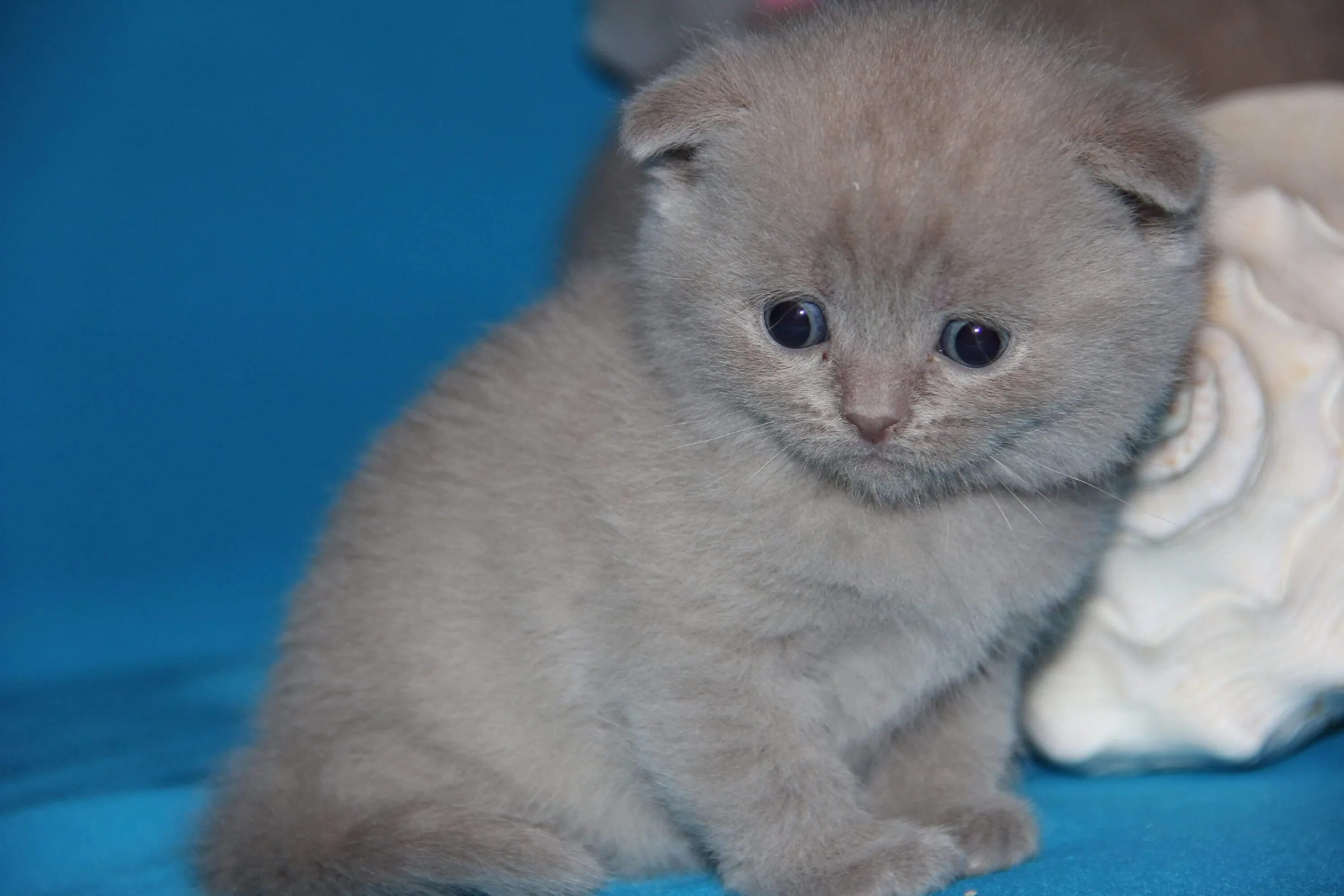 Шотландский котенок мальчик. Шотландская вислоухая лиловая. Котята Шотландские вислоухие лиловые. Лиловые вислоухие котята. Лиловый британец вислоухий.