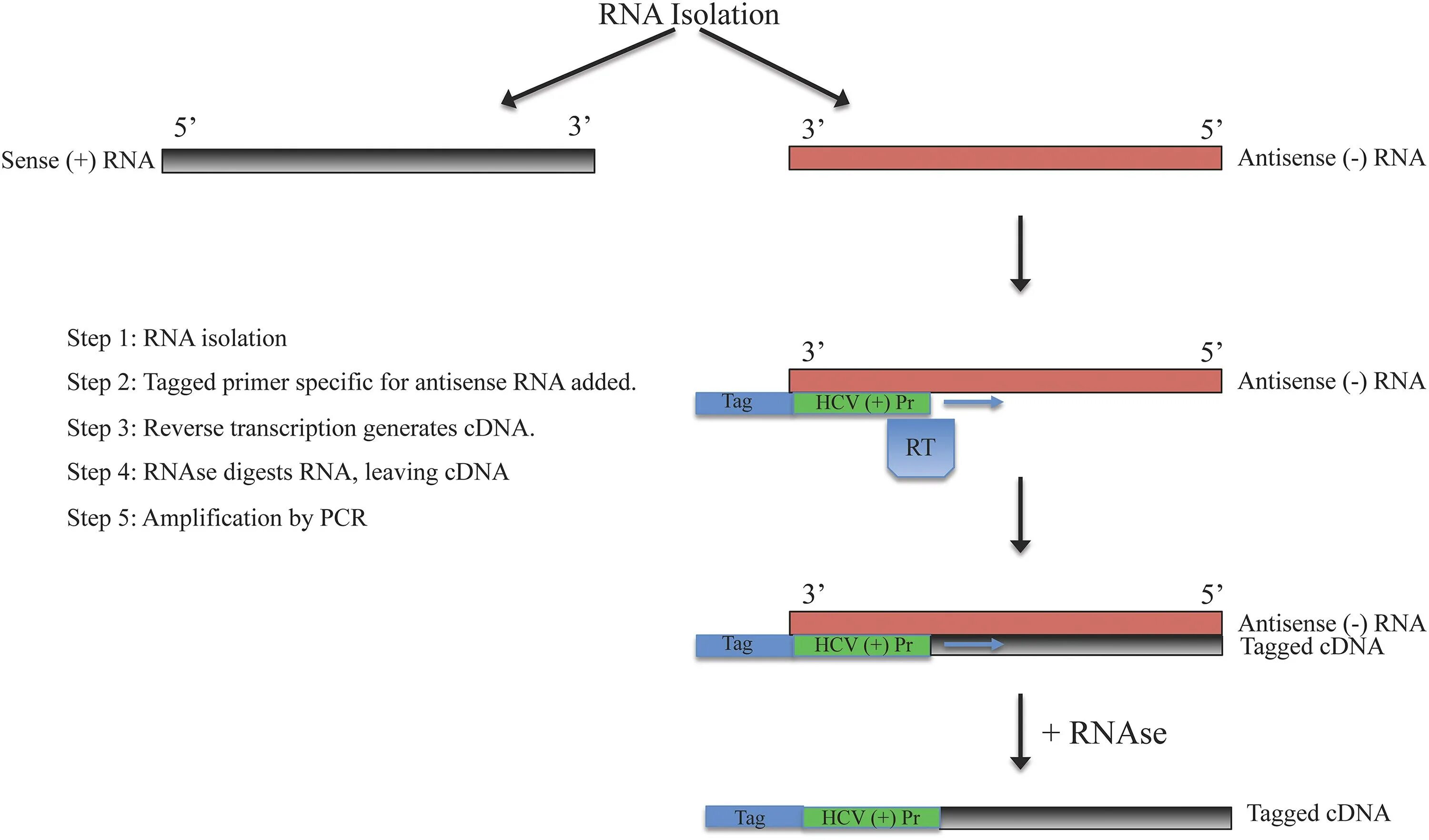 Hcv rna. RT-PCR тест. Результат исследования RT-PCR. РНК И ПЦР чем отличаются. Постановка PCR.