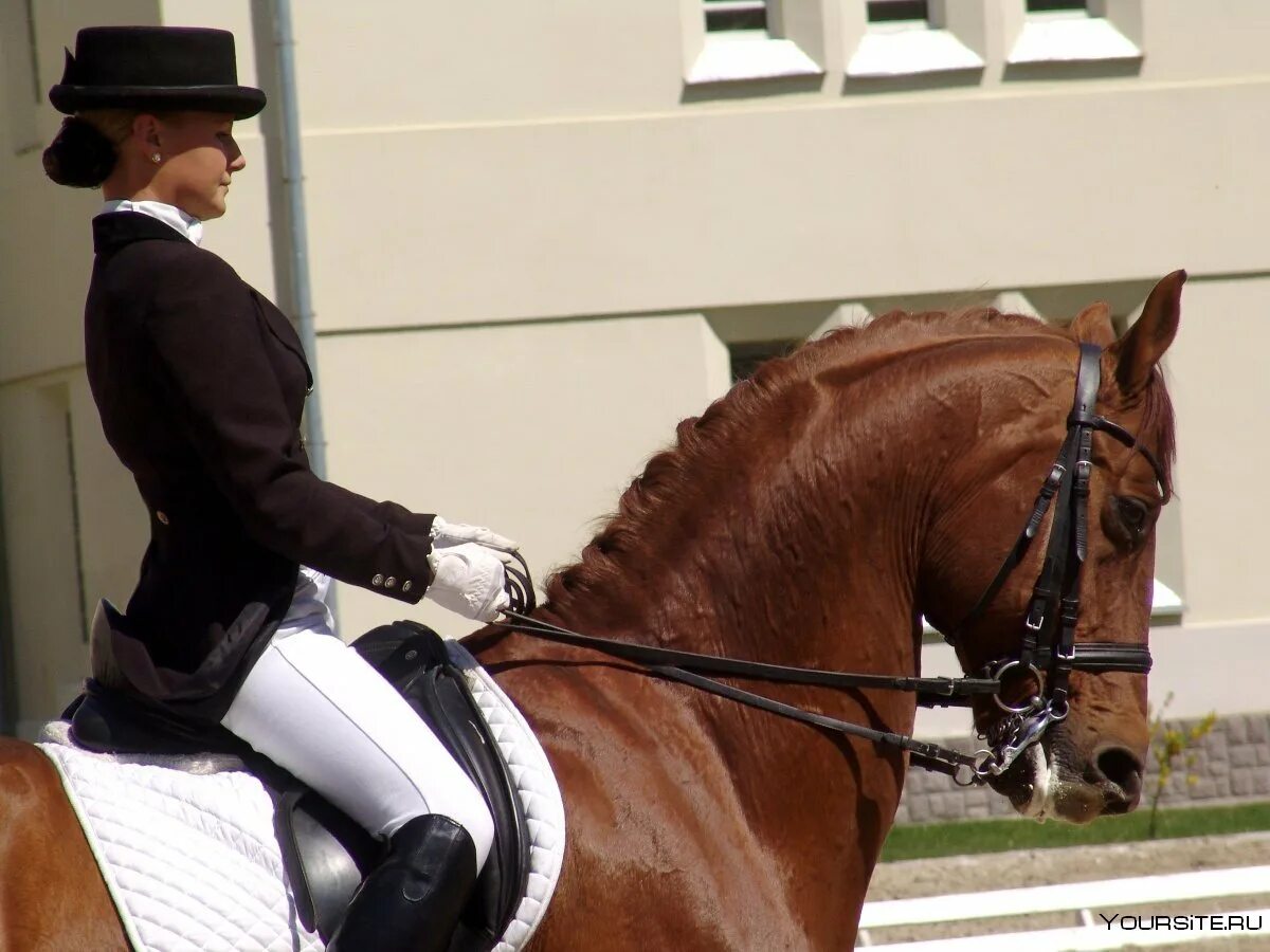 Кон ен. Жокей конный спорт. Де Ниро Equestrian. Верховая езда.