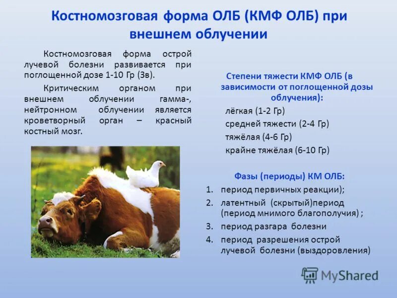 костно мозговая лучевая болезнь