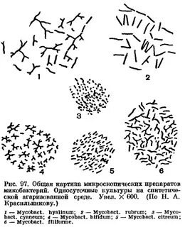 Таксономия актиномицетов
