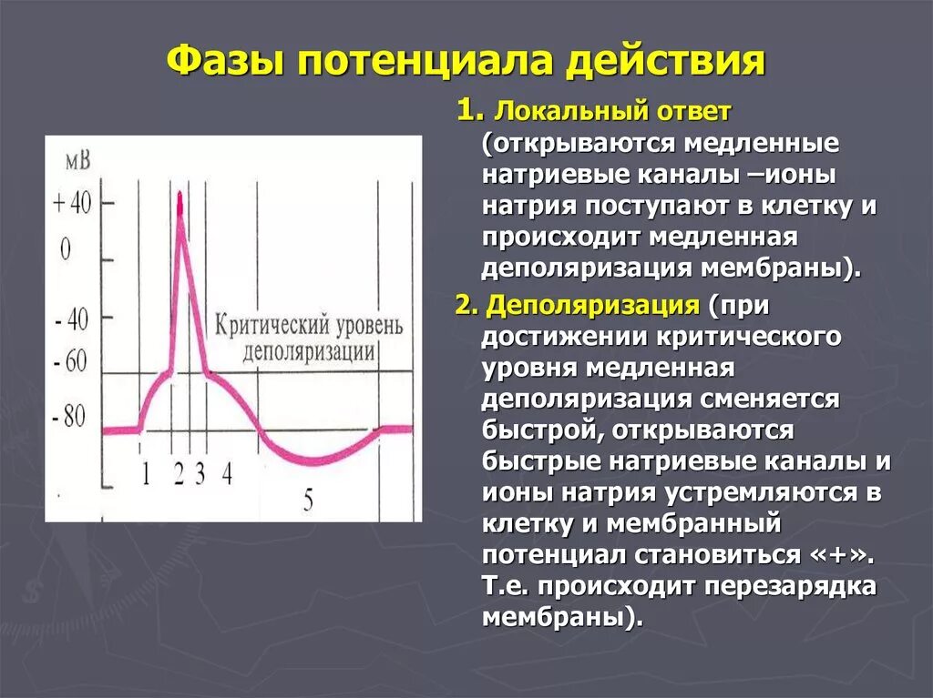 Максимальное использование потенциала. Деполяризация мембраны миоцита. Локальный ответ критический уровень деполяризации. Деполяризация мембраны это в физиологии. Локальный ответ это фаза потенциала действия.