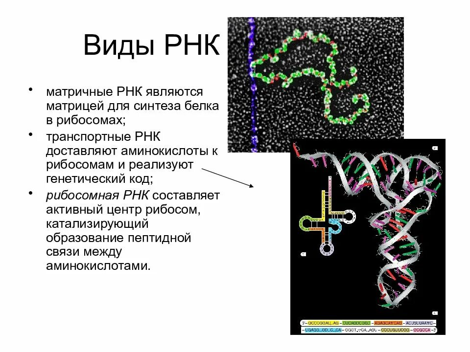 Рибосомальная РНК. Матричная транспортная рибосомная РНК. Типы РНК: рибосомальные, транспортные, матричные.. Типы РНК рибосомальная транспортная матричная.