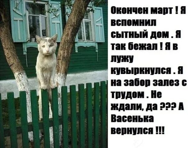 А Васенька вернулся. Кот Васенька вернулся. А Васенька вернулся стих. Окончен март Васенька вернулся. Я вспомнил где я не был