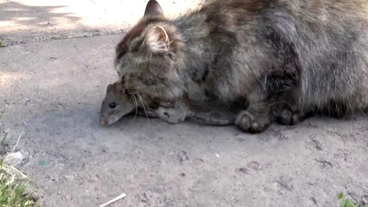 Нападение крыс. Кошка и крыса.