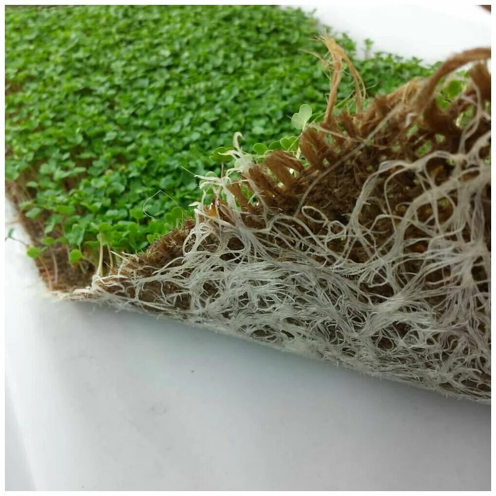 Джутовый коврик для микрозелени. Как выращивать микрозелень на коврике. Как выращивать микрозелень на коврике. Киноа микрозелень. Микрозелень кресс.
