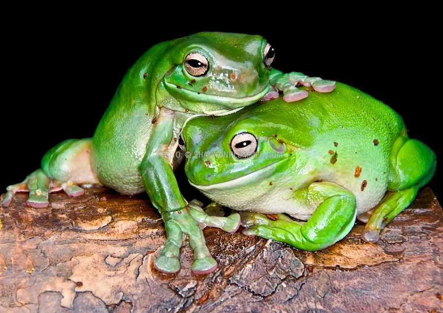 Лягушка хамелеон. Litoria caerulea. Детеныш лягушки. Интересные лягушки.