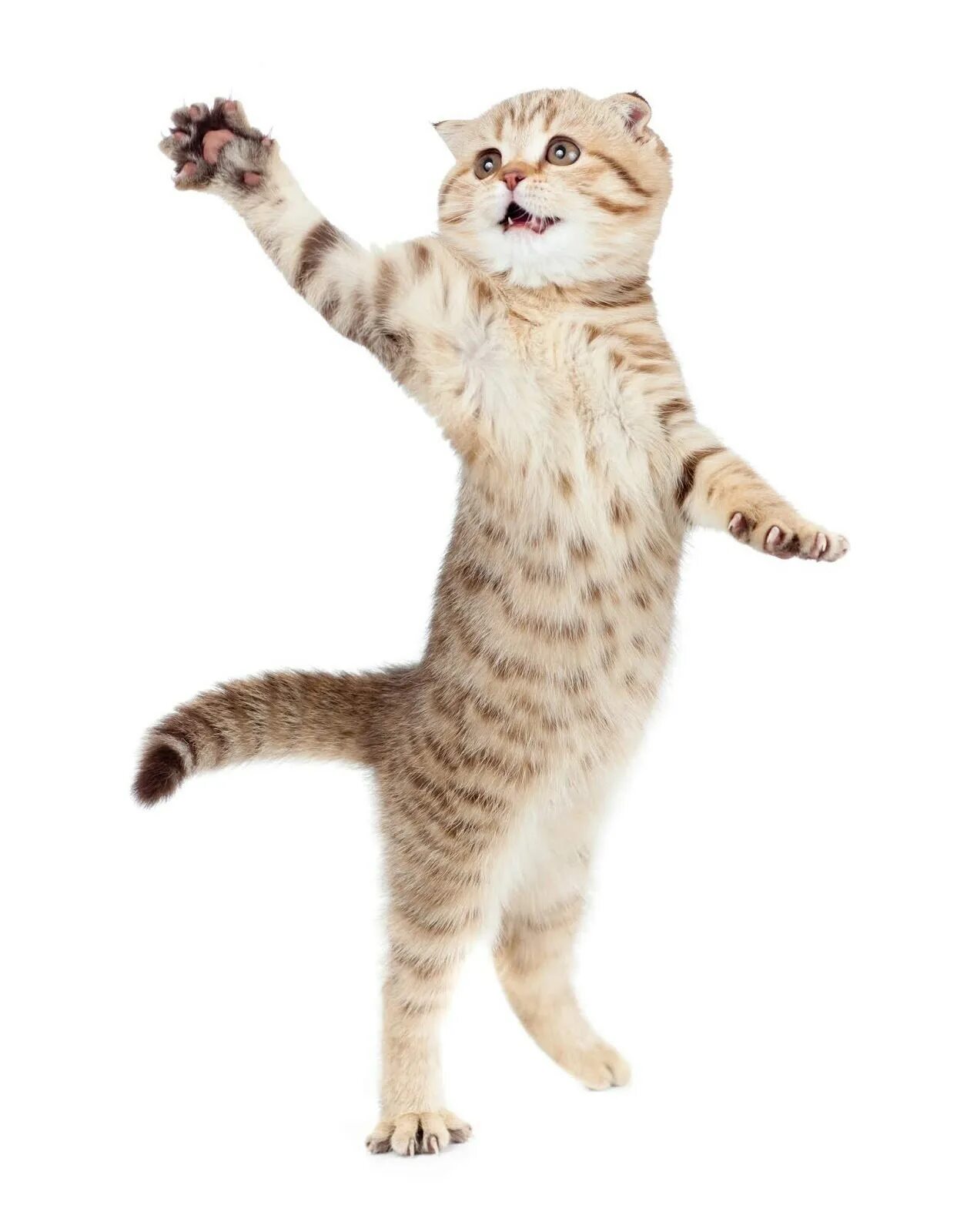Кот стоящий на задних лапах. Кошка на белом фоне. котик на белом фоне.