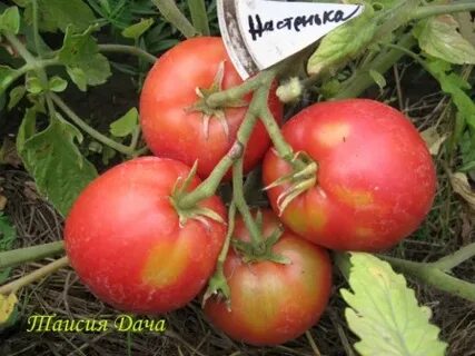Томат настенька характеристики сорта