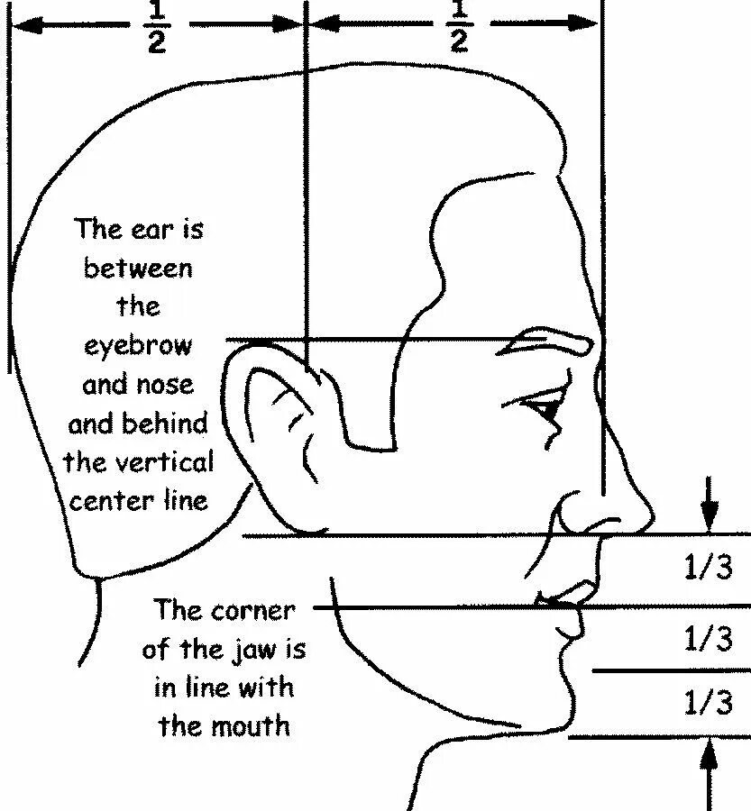 Лицо часть головы человека. Схема пропорции головы человека в профиль. Пропорции лица в профиль. Пропорции лица человека в профиль. Пропорции головы в профиль.