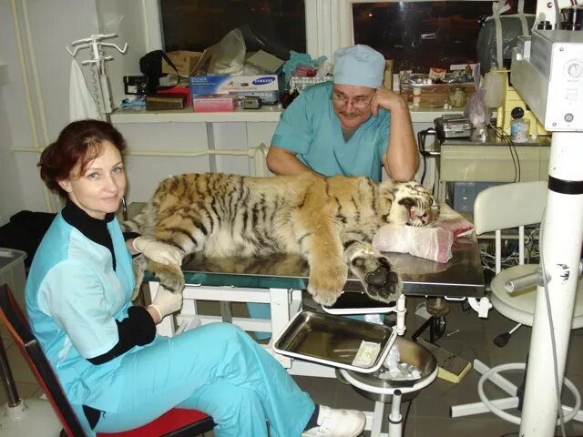 Жерновская 2 ветклиника. Веравет комендантский проспект. Ветклиника на жерновской телефон. Красный лис ветклиника. Ветеринарные клиники комендантский.