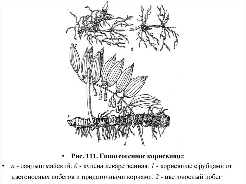 Гипогеогенное корневище. Корневище купены лекарственной. Строение корневища купены лекарственной. Гипогенное корневище. Корневище купены душистой строение.