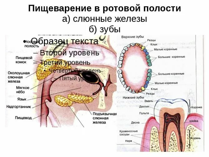 Какие функции выполняет ротовая полость. Строение полости рта и слюнные железы. Пищеварение в ротовой полости строение и функции. Слюнные железы зубы строение. Пищеварение в ротовой полости строение и функции зубов.