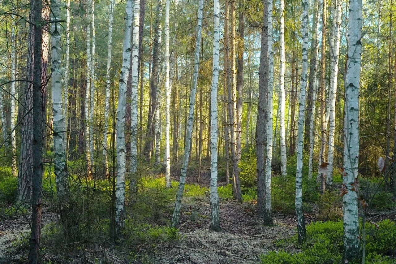 Лиственный лес Карелия. Смешанные Березово-сосновые леса. Сосново березовый лес. Береза смешанный лес. Природное сообщество березовый лес