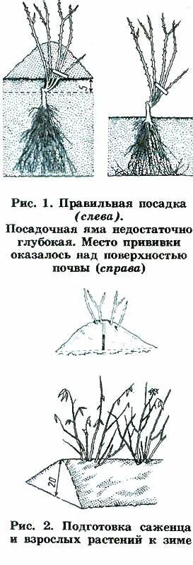 Посадка роз корневая шейка. Корневая шейка у розы. Посадка роз с прививкой. Заглублять корневую шейку у розы. Заглублять ли розы при посадке