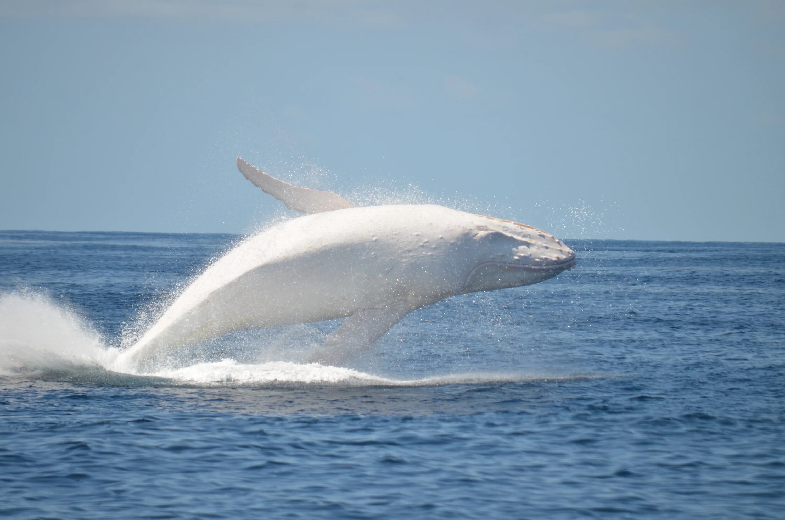 Горбатый кит Мигалу. Белый кит Мигалу. Кит Горбач альбинос. Касатка Дельфин Белуха кит.