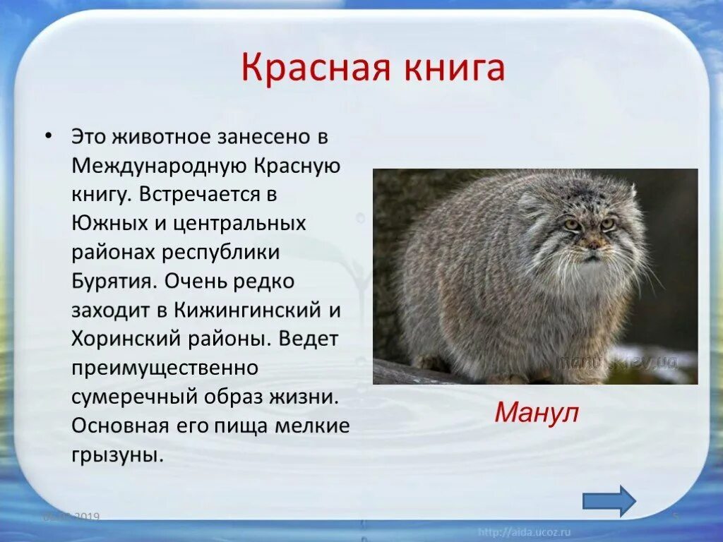 Рассказ о животных из красной книги. Сообщение о животном занесенном в красную книгу. Доклад о животных из красной книги. Доклад о животном из красной книги 2. Плотность шерсти сибирского манула