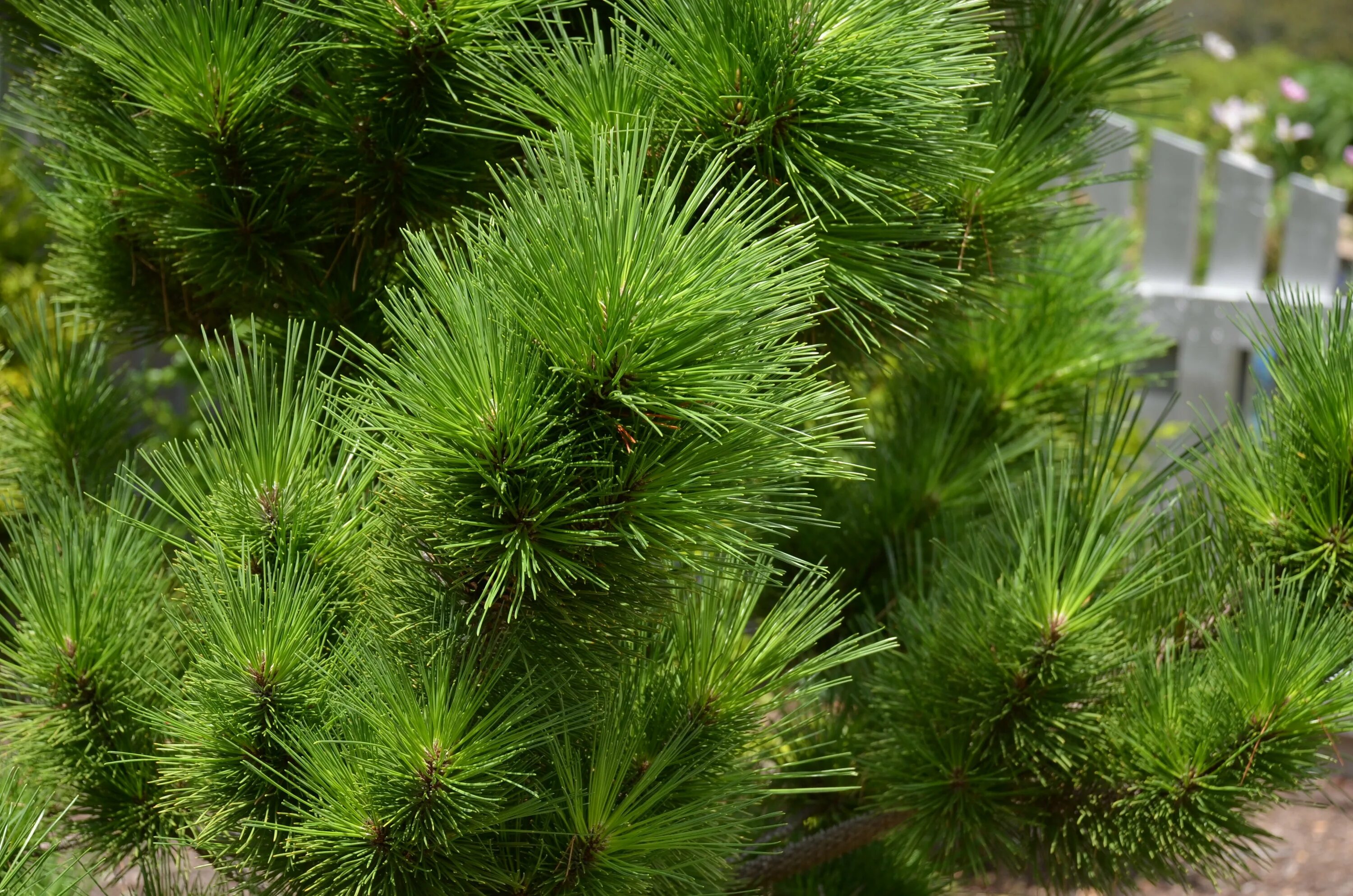 Сосна нигра описание. Сосна Тунберга Thunderhead. Сосна черная (Pinus nigra). Pinus nigra (сосна чёрная) 'Nana'. Сосна черная Австрийская (Pinus nigra).
