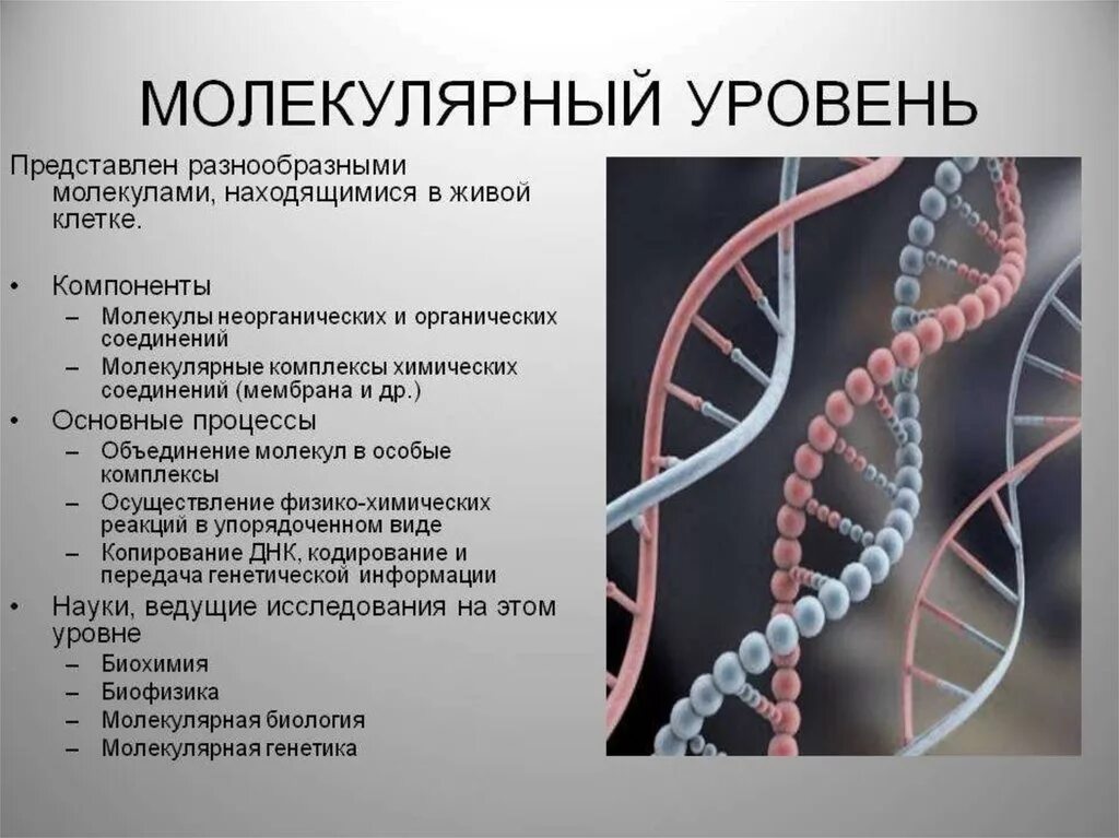 Молекулярный уровень термины