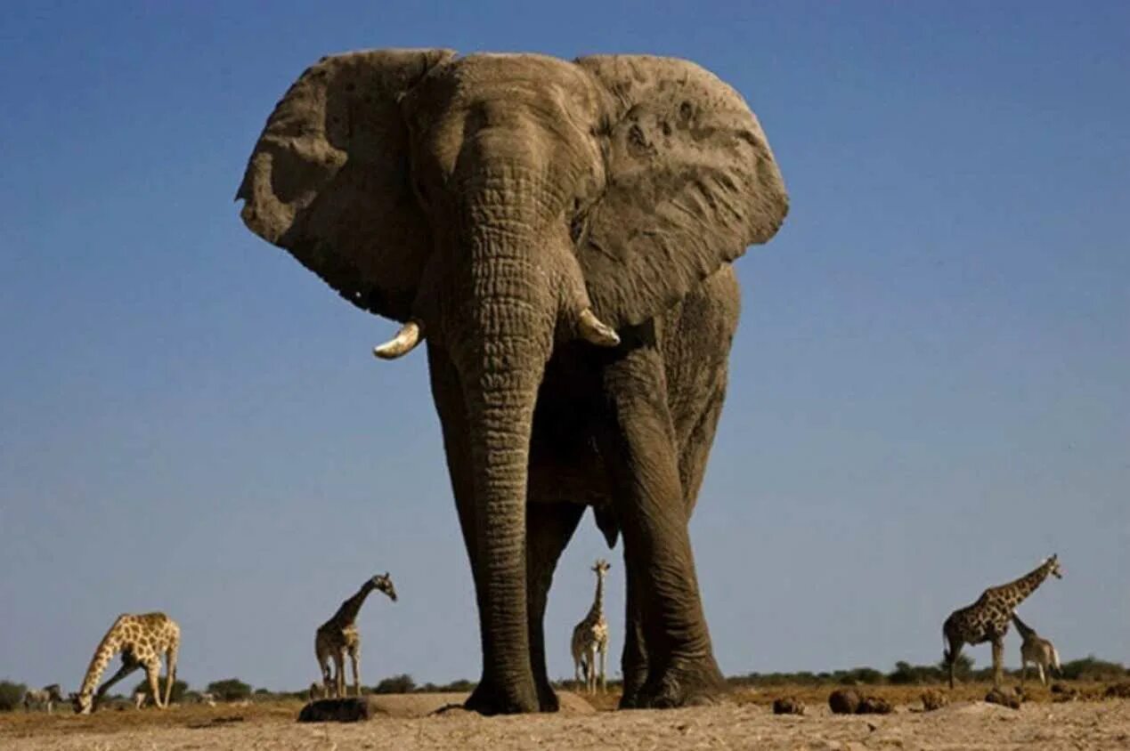 Слон Йоси. Африканский саванный слон гиганты. Самый большой слон. Самый большой слон в мире.