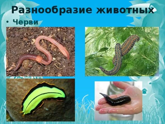 Разнообразие животных черви. Разнообразие червей. Разнообразие животных черви 3 класс.