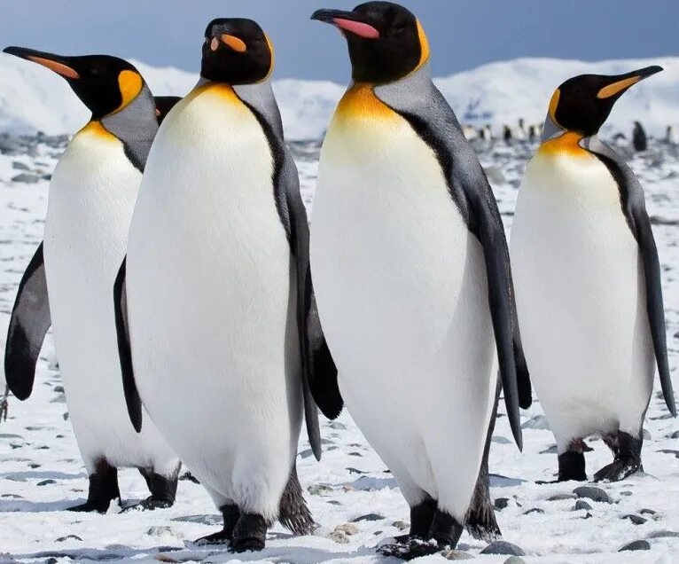 Королевский Пингвин в Антарктиде. Императорский Пингвин в Антарктиде. Антарктический Императорский Пингвин. Пингвины в Антарктиде.