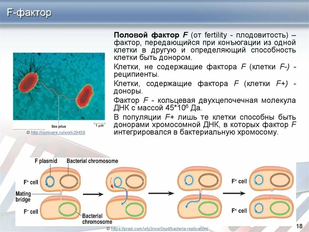Бактерия донор. F фактор у бактерий. Конъюгация микробиология f фактор. Половой фактор бактерий. Конъюгация бактерий микробиология.