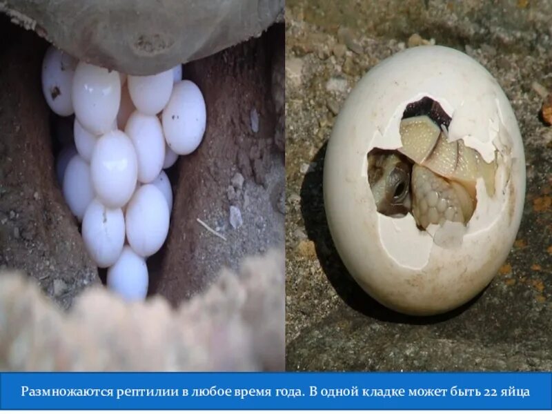У пресмыкающихся размножение в воде. Размножение рептилий. Размножение пресмыкающихся. Пресмыкающиеся размножаются яйцами. Как размножаются рептилии кратко.