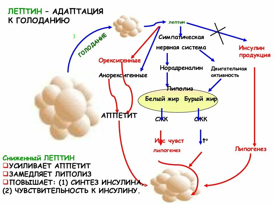 Лептин схема действия. Лептин структура биохимия. Лептин структура функции. Гормон лептин функции. Голод после инсулина