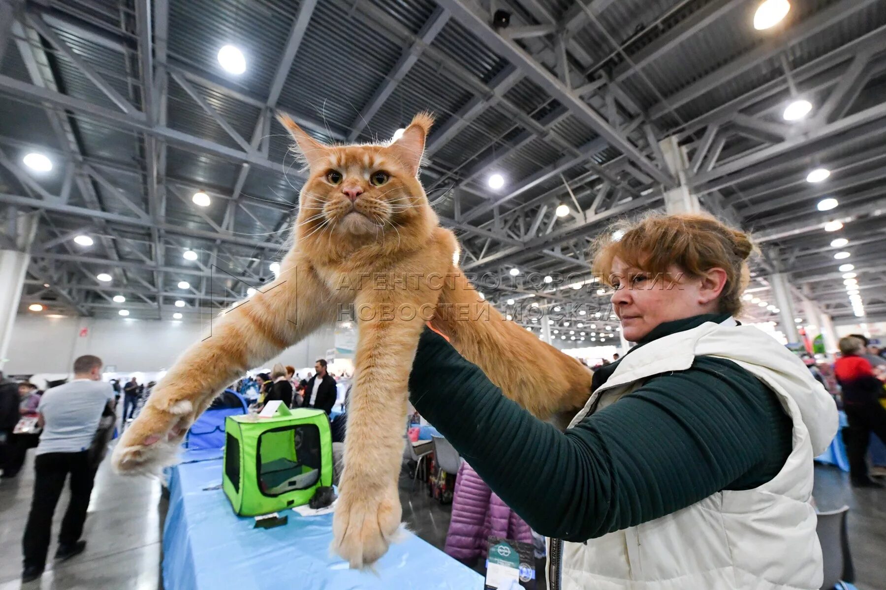 Выставка котят вднх 2025. Выставка кошек.