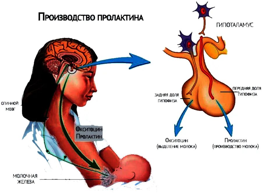 Пролактин превышен. Пролактин вырабатывается гипофизом. Гипофиз повышен гормон пролактин. Пролактин действие гормона. Пролактин лютеотропный гормон.