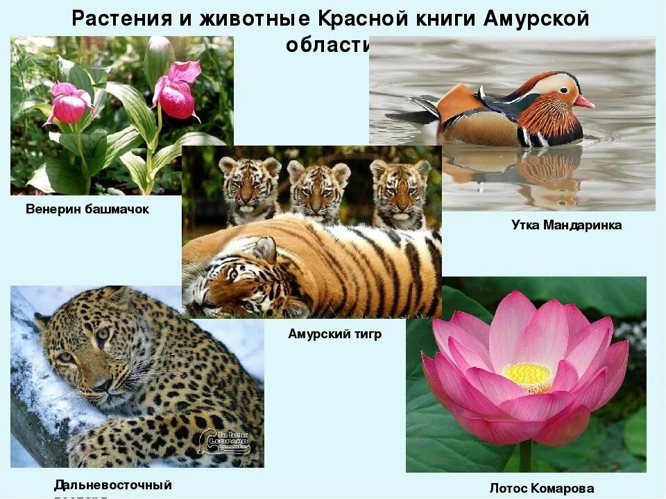 Природа занесенная в красную книгу