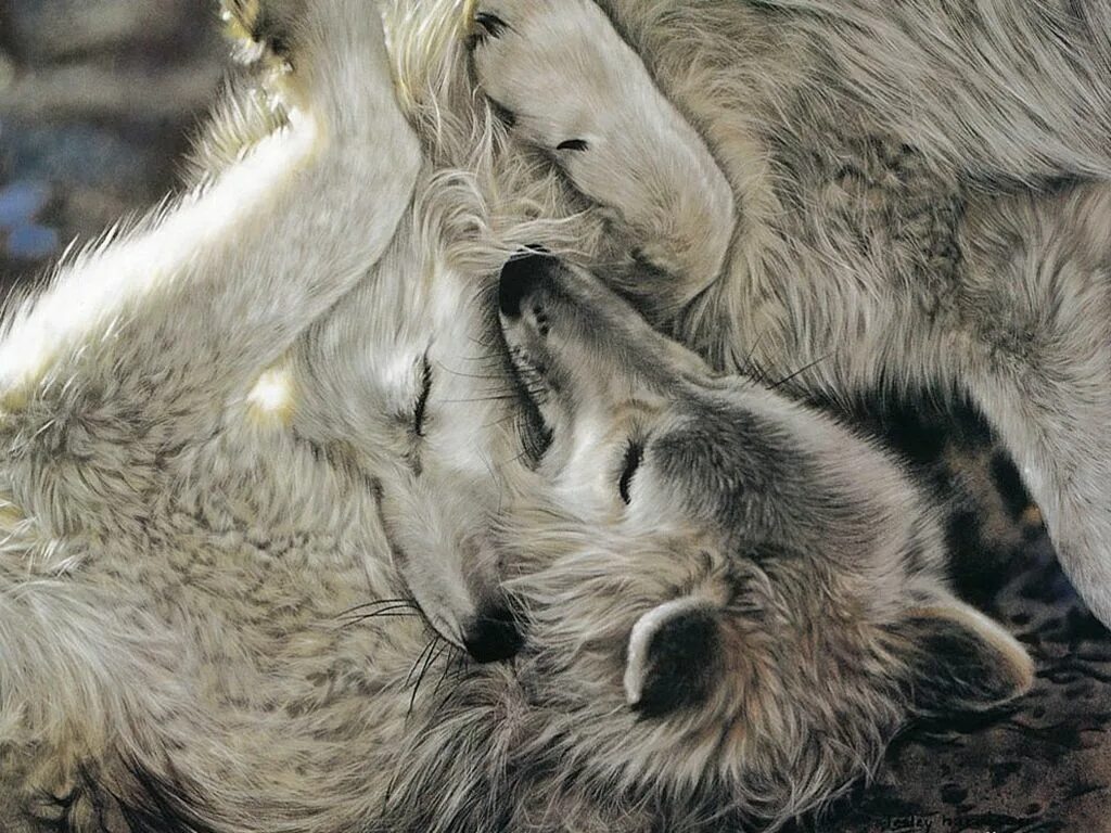 Обнимаю волка. Волк и волчица. Нежность Волков. Влюбленные волки. Волк и волчица любовь.