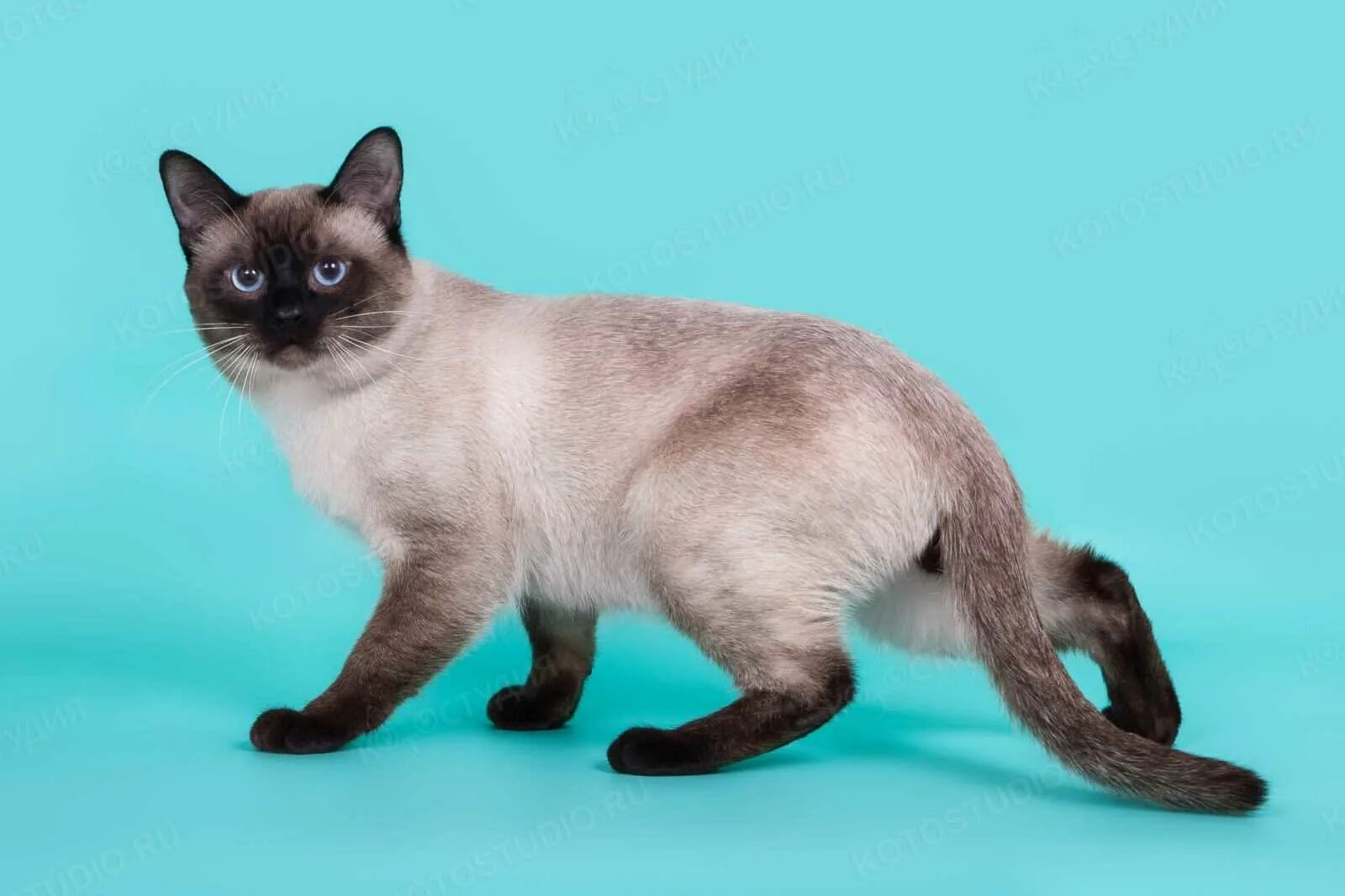 Сиамская кошка сил-Пойнт. Тайская порода кошек сил Пойнт. Тайский кот сил Пойнт. Сиамская и тайская кошка. Описание тайской породы