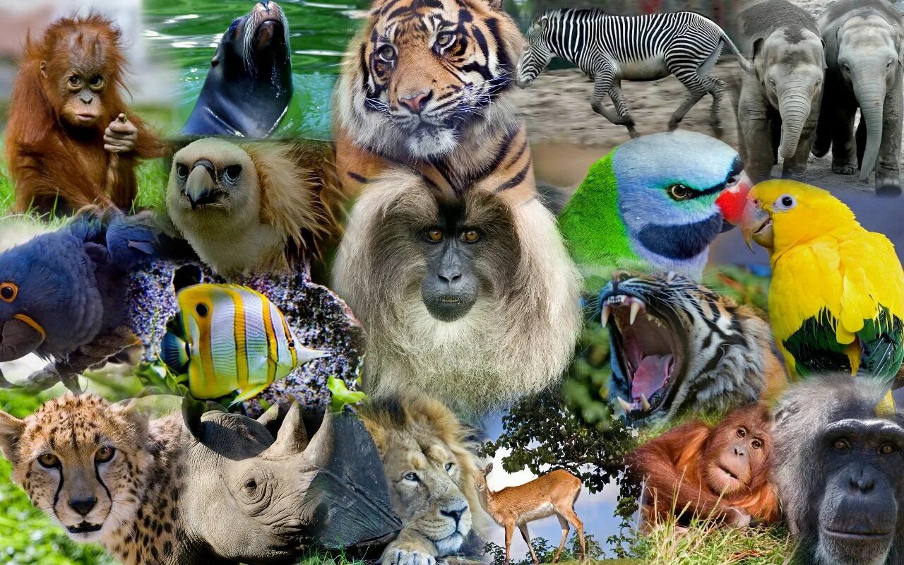 Zoo animals videos. Много животных. Животные коллаж. Мир животных. Разнообразный мир животных.