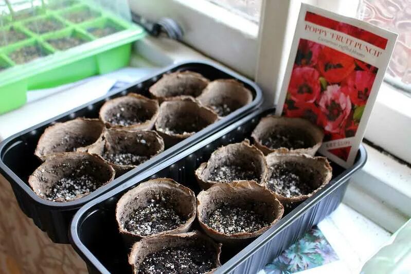 Посев мака семенами. Мак декоративный на клумбе. Мак сажать. Маки выросли на грядке. Мак восточный рассада.