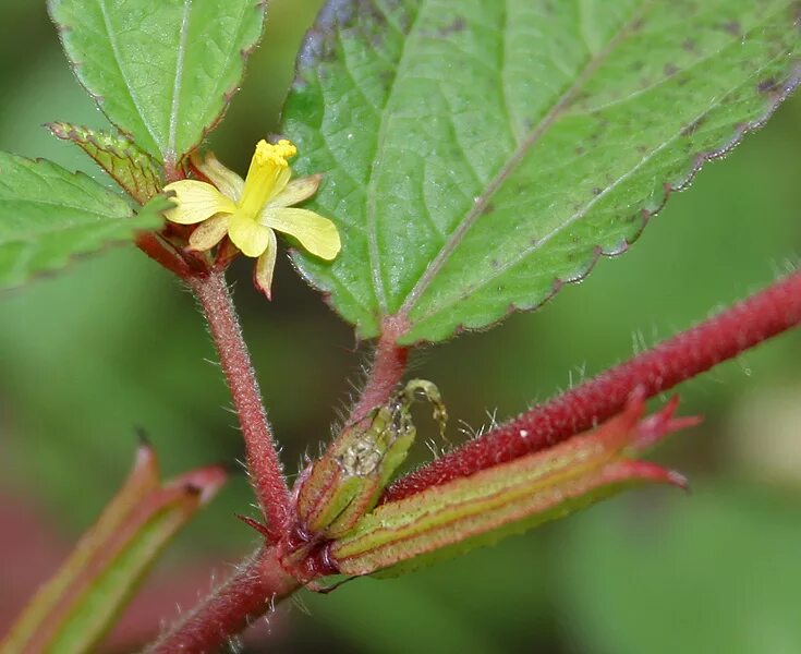 Plant wiki. Джут растение. Джут длинноплодный. Растение Corchorus. Corchorus olitorius.