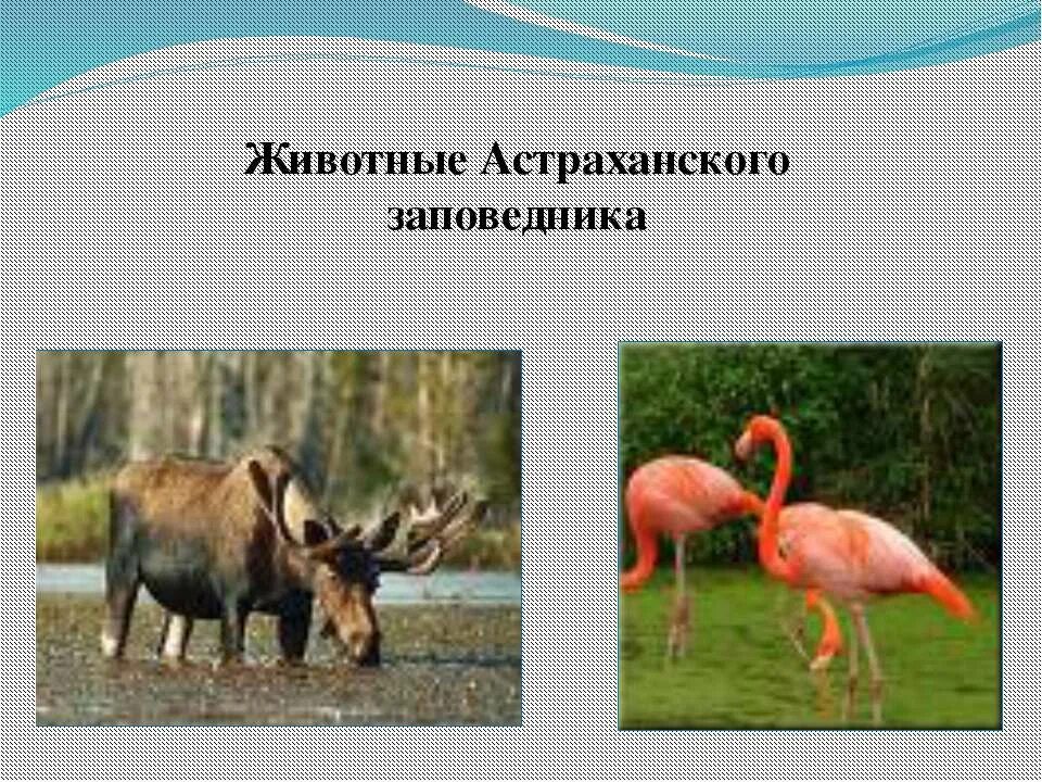 птицы, рыбы и звери. урок окружающий мир разнообразие животных. виды животных окружающий мир 3. группы животных 2 класс. виды животных окружающий мир 3.