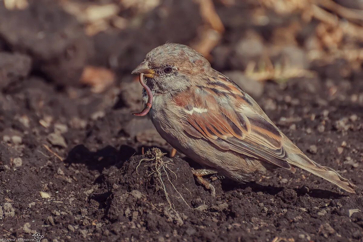 воробей фото. птицы питаются травой. горный воробей. воробей фото. воробей клюет.