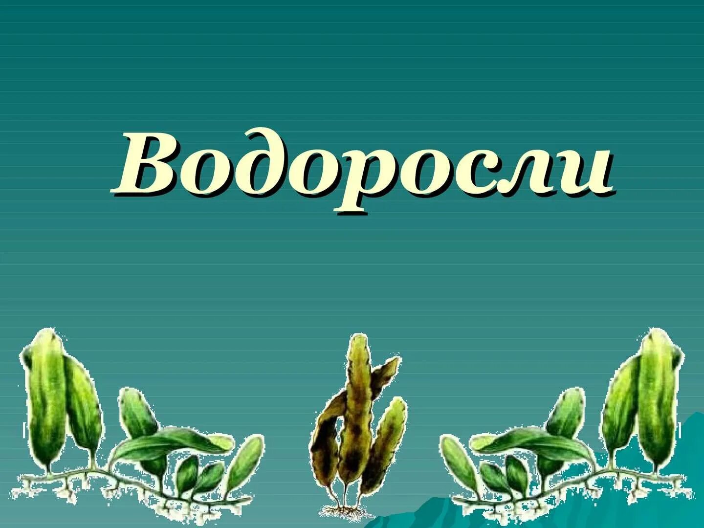 Водоросли урок