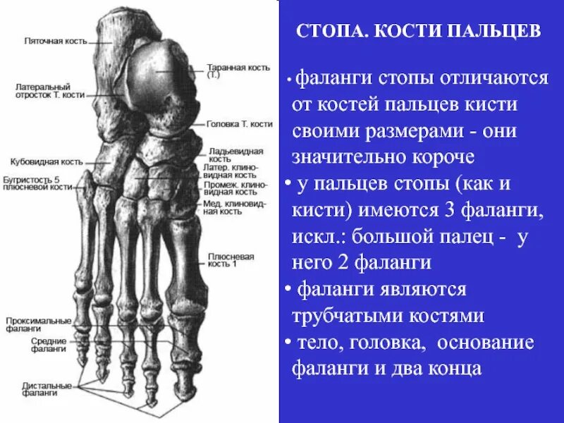 Фаланги стопы. Фаланги пальцев стопы анатомия. Кости стопы фаланги пальцев анатомия. Анатомия проксимальной фаланги стопы. Ладьевидная кость стопы бугристость.
