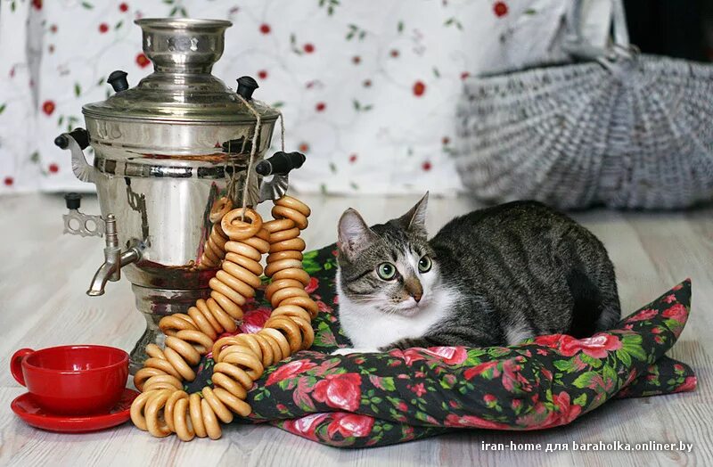 кот висит. кот в неловкой ситуации. кот юмор. чаепитие коты. кот с сушками.