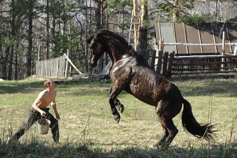 Фризская лошадь Буцефал.