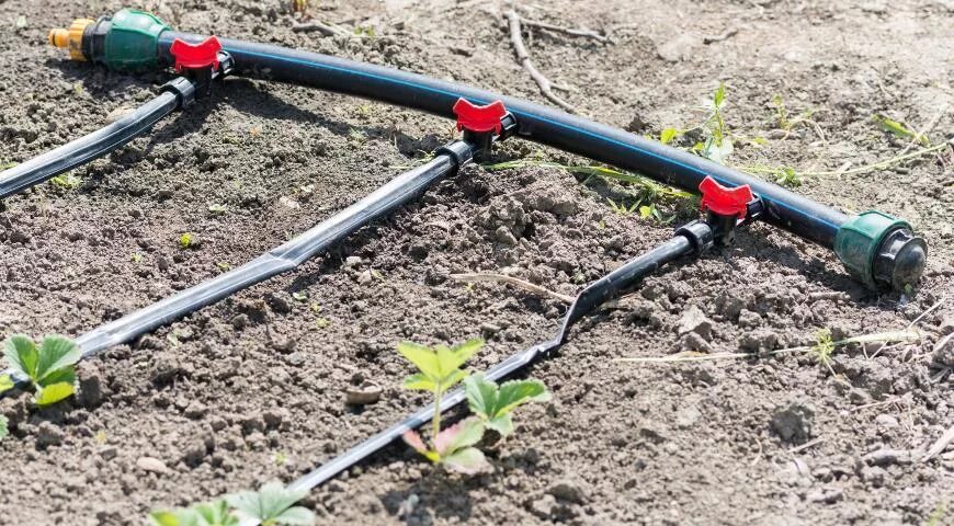 Капельный полив земляники садовой. Капельный полив на грядках. Капельный полив для клубники. Как сделать полив для клубники. Как сделать полив для клубники.