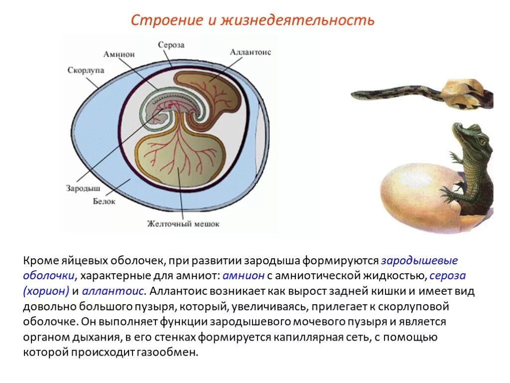 Аллантоис у пресмыкающихся. Аллантоис функции у амниот. Строение яйцевых оболочек. Развитие зародышевых оболочек яйца пресмыкающиеся.