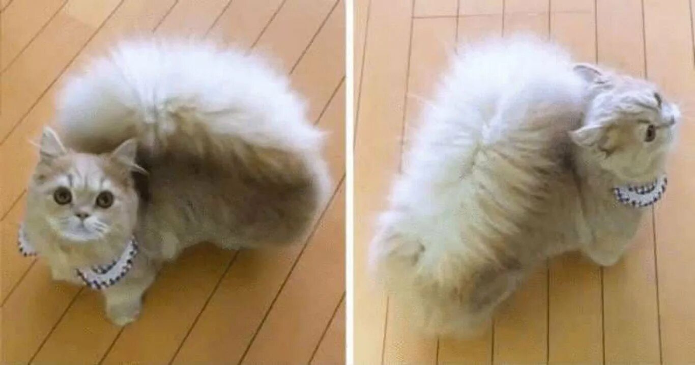 Песни котики озорные хвостики