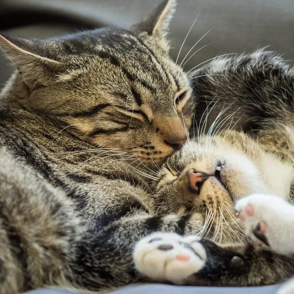 Котики обнимаются. Кошки любовь. Кошачьи нежности. Влюбленные кошки