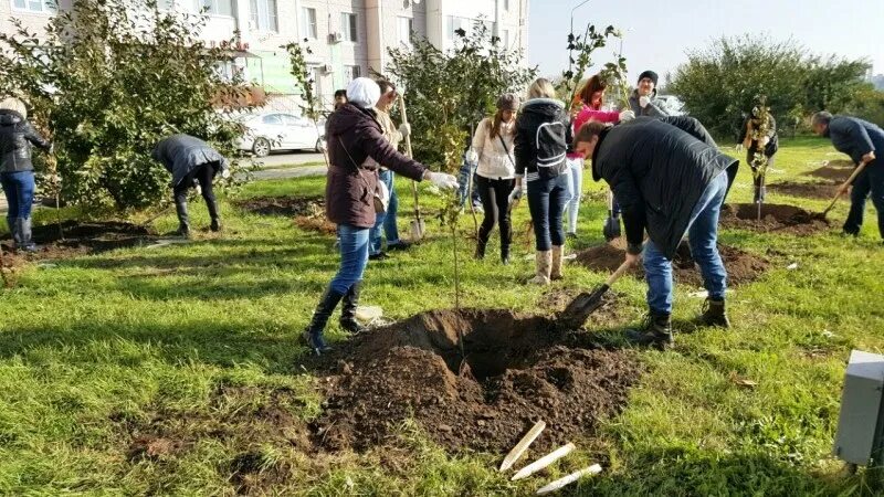 Посадка зеленых насаждений. Посадка деревьев Озеленение. Недостаток зеленых насаждений. Вырубка зеленых насаждений. Высадка насаждений